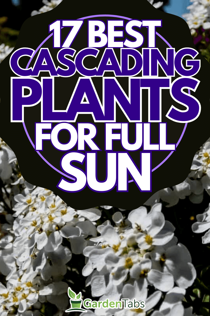 17 Best Cascading Plants For Full Sun