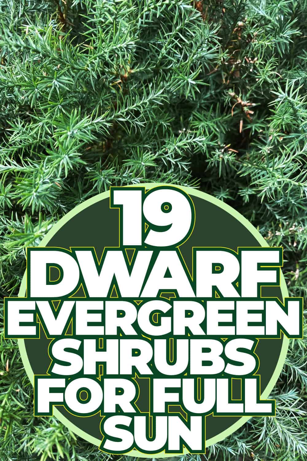 19 Dwarf Evergreen Shrubs For Full Sun - 1600X900