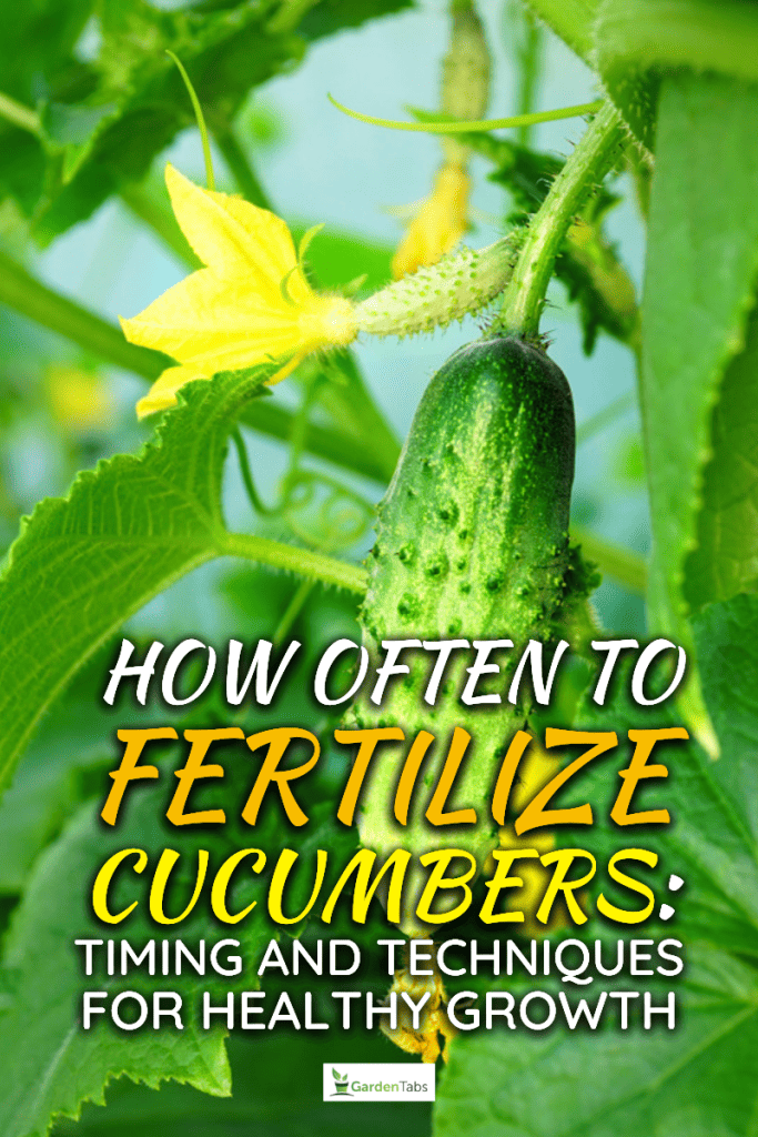 How Often To Fertilize Cucumbers: Timing and Techniques For Healthy Growth