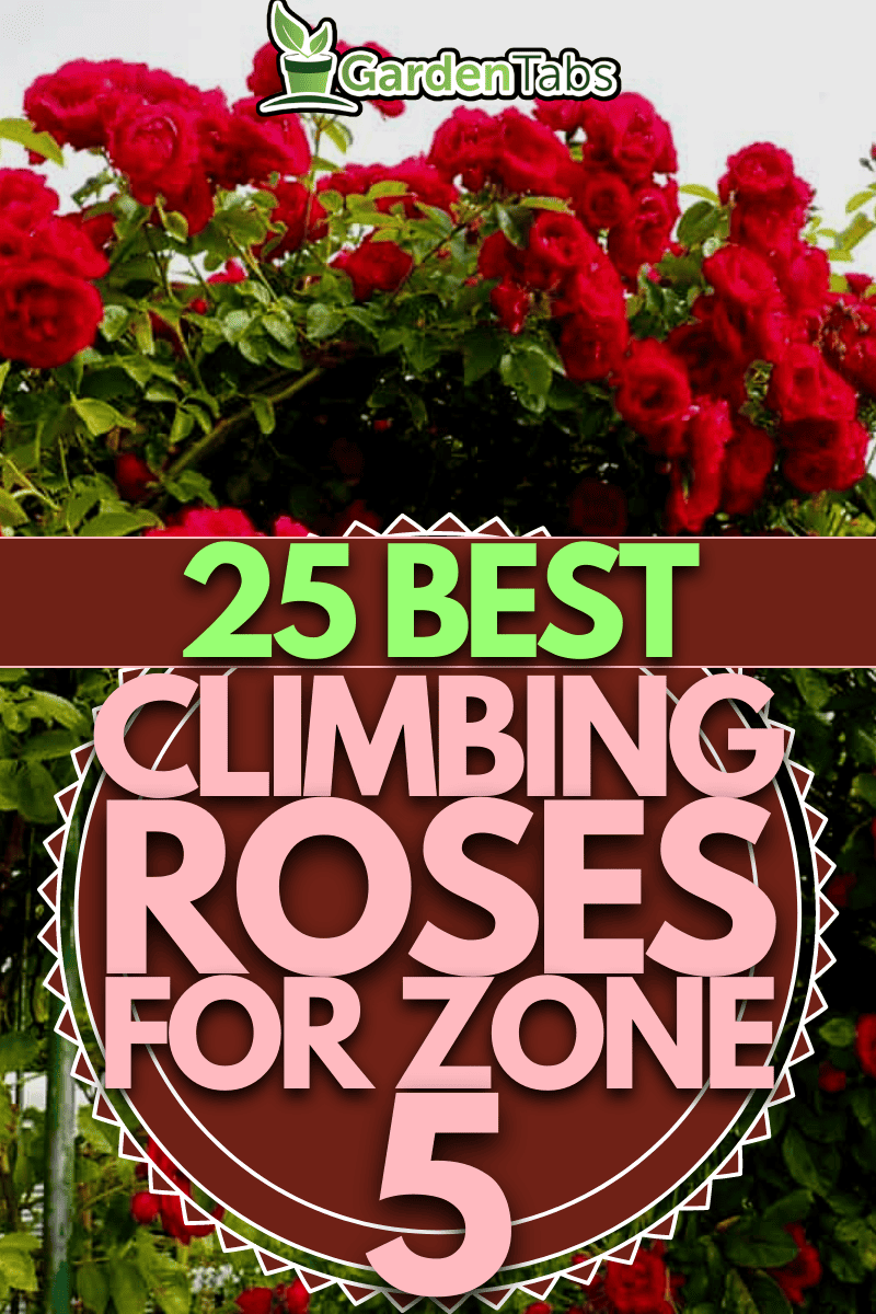 25 Best Climbing Roses for Zone 5