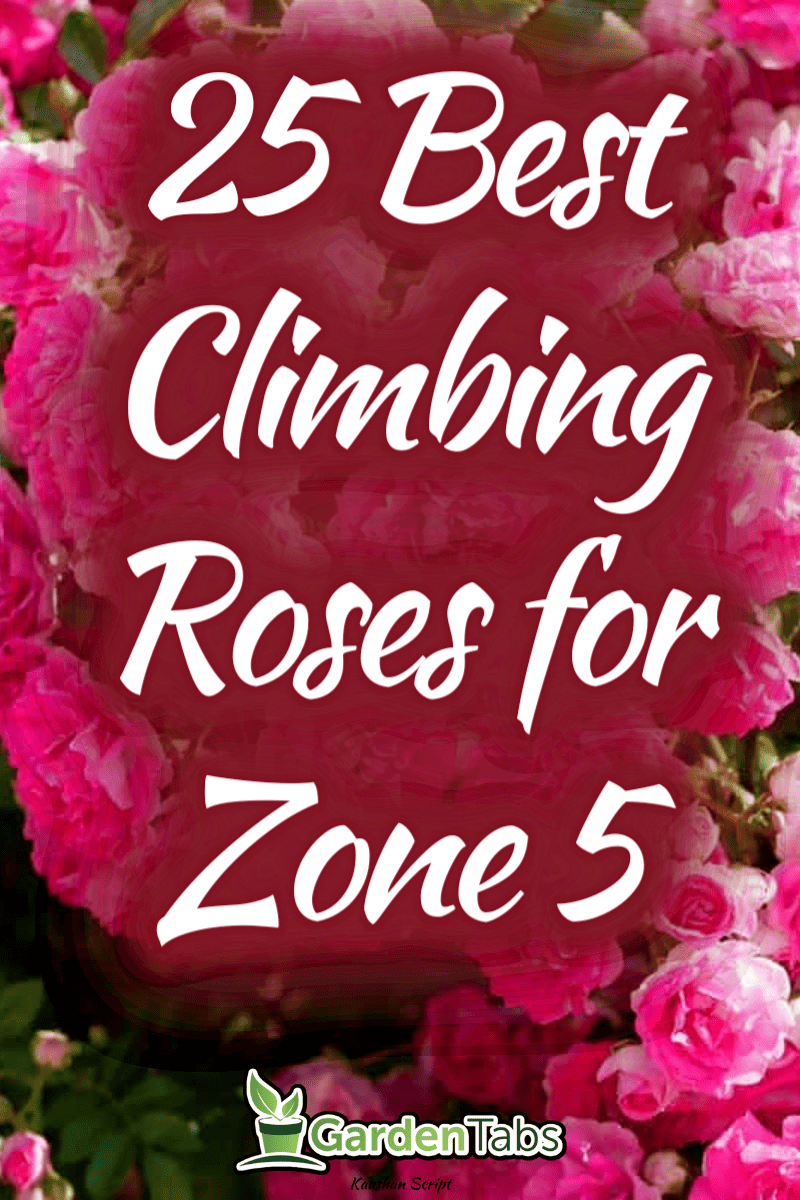 25 Best Climbing Roses for Zone 5