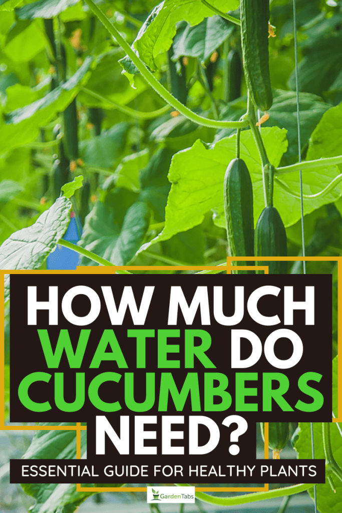 How Much Water Do Cucumbers Need? Essential Guide for Healthy Plants