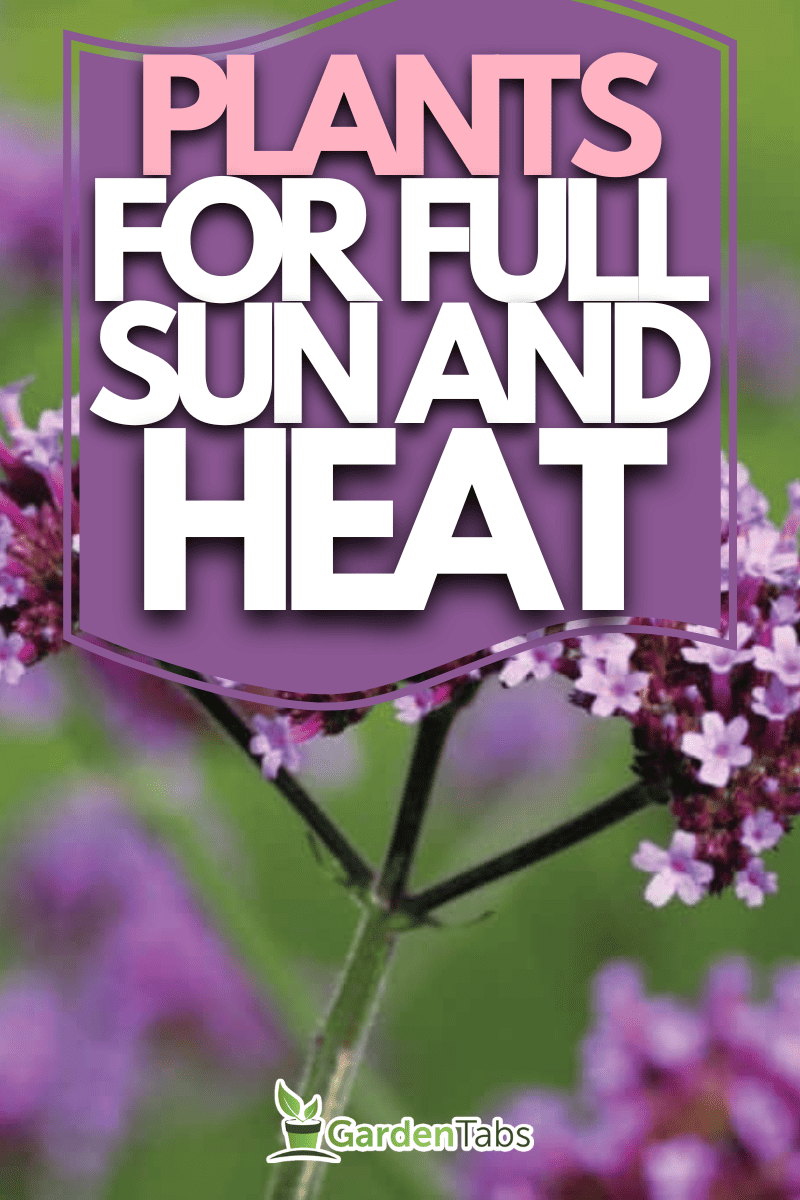 39 Plants That Like Full Sun And Heat