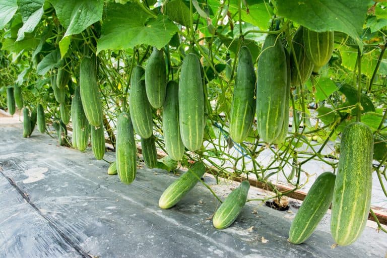 Green cucumber growing in field vegetable for harvesting., How Much Water Do Cucumbers Need? Essential Guide for Healthy Plants