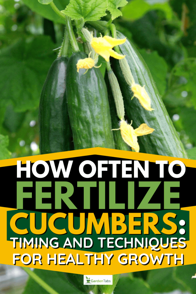 How Often To Fertilize Cucumbers: Timing and Techniques For Healthy Growth