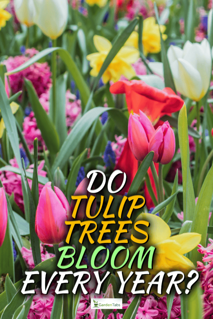 Do Tulip Trees Bloom Every Year?