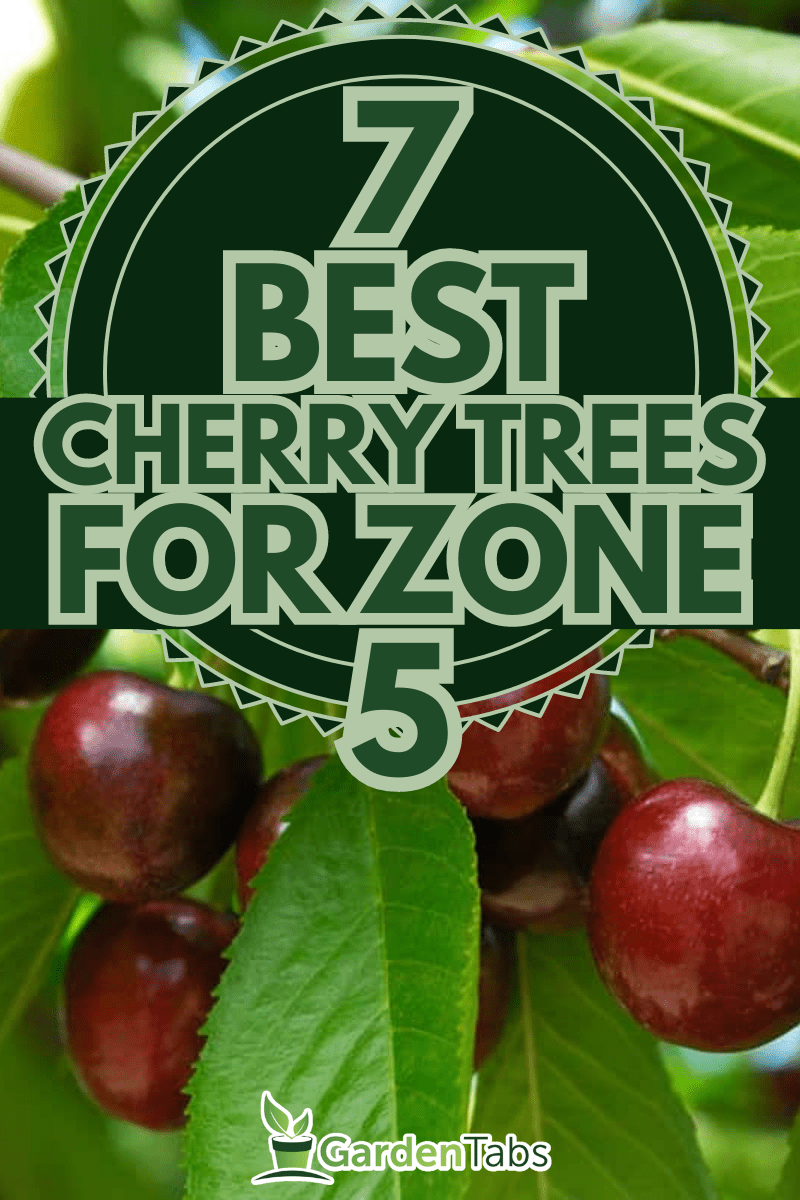Close-up of ripening bing cherries (Prunus avium) on fruit tree., 7 Best Cherry Trees for Zone 5