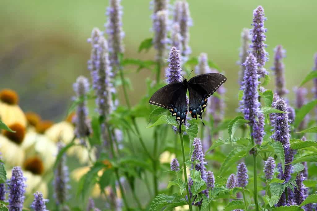 A Black Swallowtail Butterfly Feeds on Anise Hyssop in my herb garden.