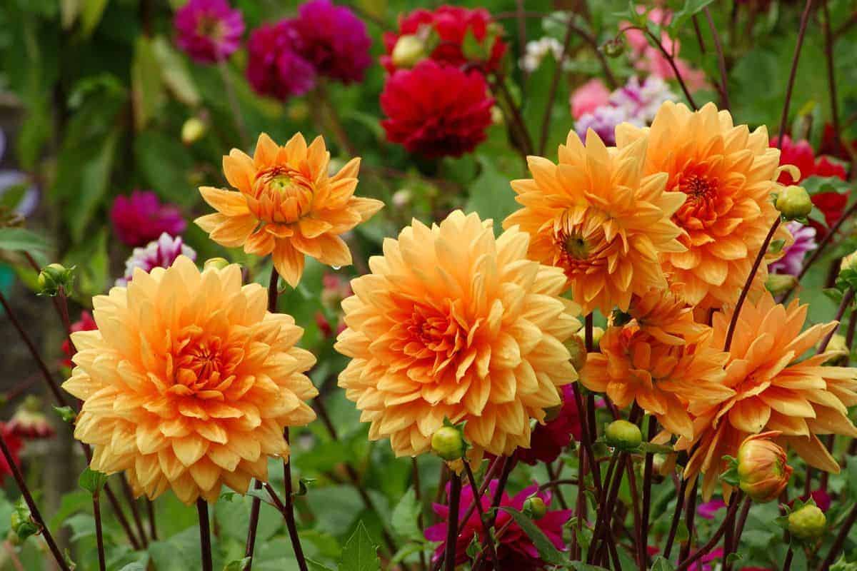 a bed of orange and red dahlias