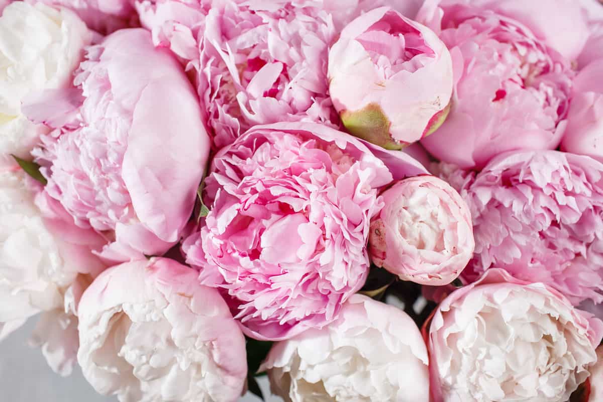 A bouquet of white and pink peony flowers