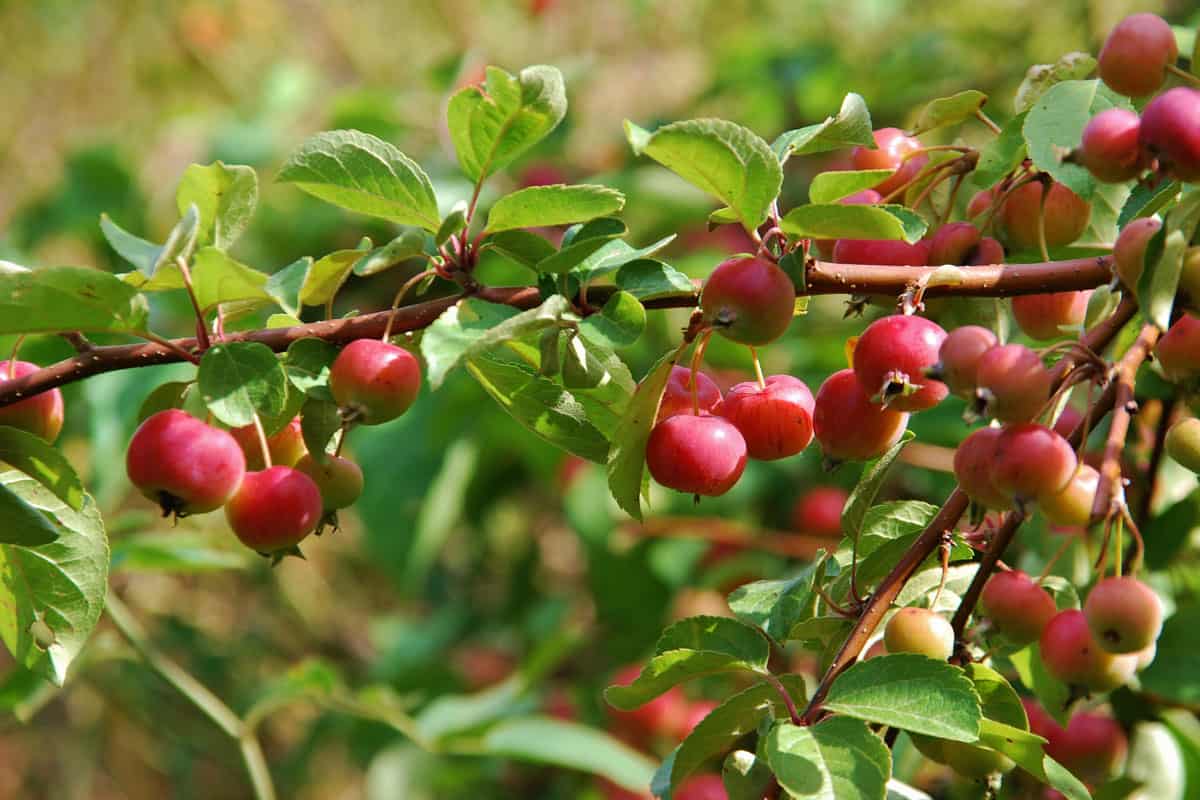 A-branch-filled-with-Siberian-Crabapple-bearings