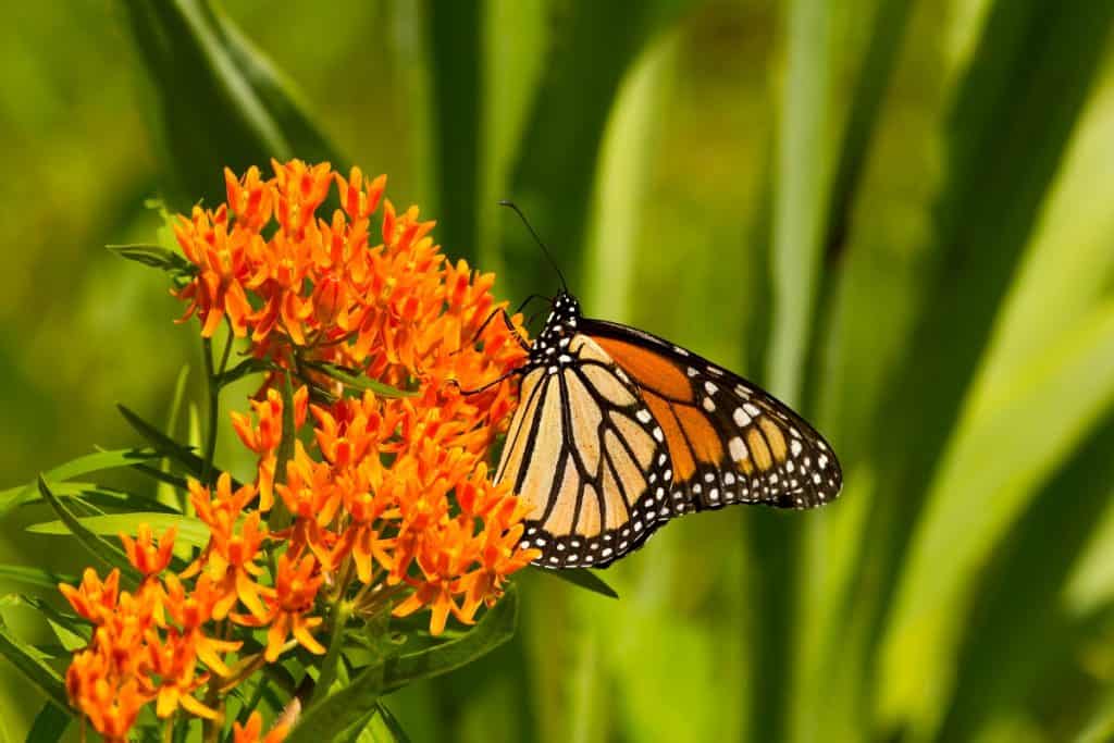 A brilliant, orange Monarch (danaus plexippus) pollinates a butterfly weed plant (asclepias tuberosa) with green leaves