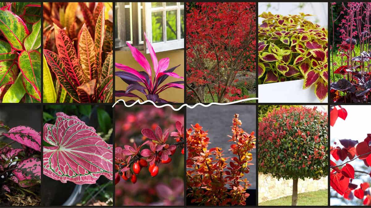 A collage of plants with red leaves. 11 Plants With Red Leaves: Options To Add A Pop Of Color To Your Garden