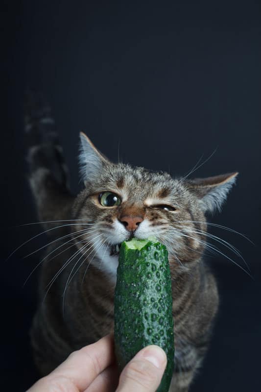 A cute tabby eating away a fresh cucumber