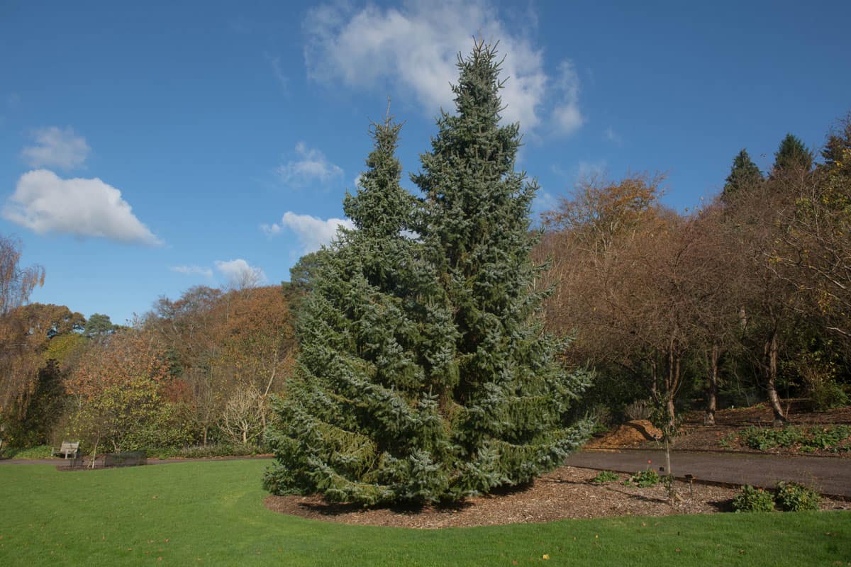 A detailed photo of a huge Siberian Spruce tree at a beautiful estate