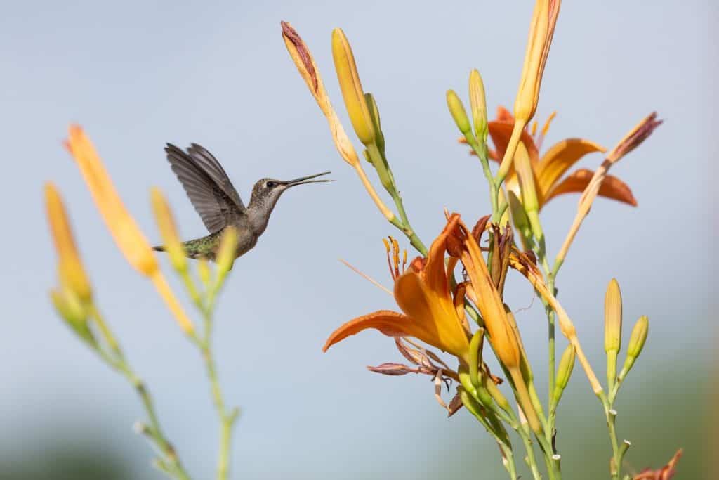 A female black chinned hummingbird hovers in front of a bright orange daylily with her pollen covered beak open in a chirp.
