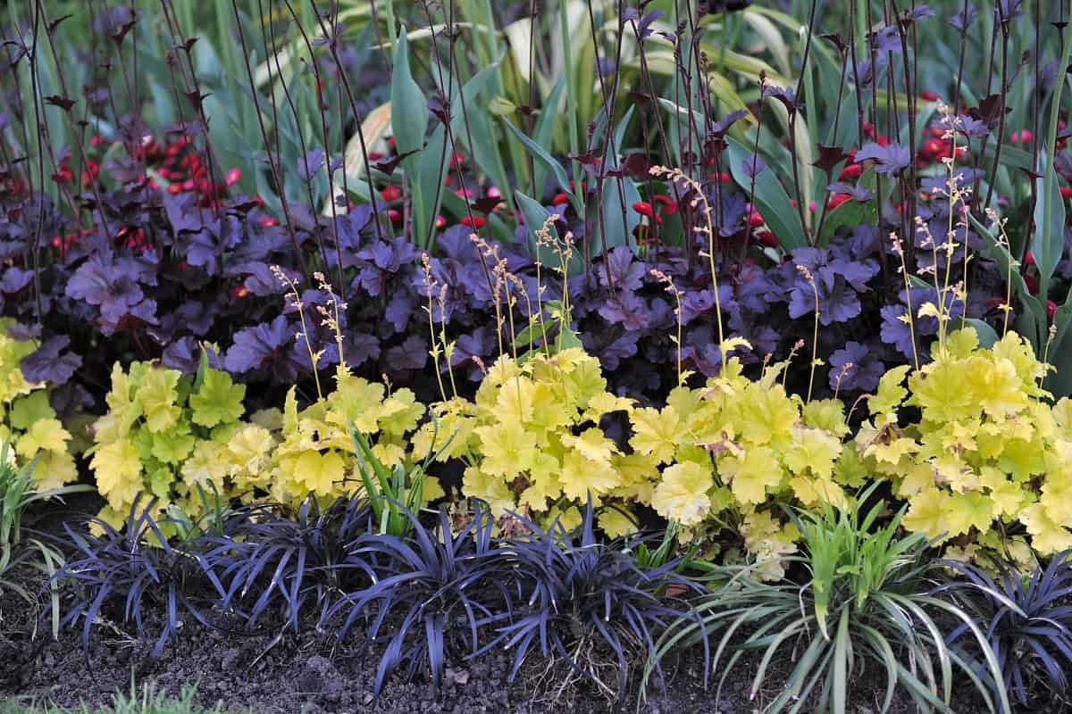 A flower border in a garden with yellow- and purple-leaved Heuchera and Ophiopogon planiscapus nigrescens in May