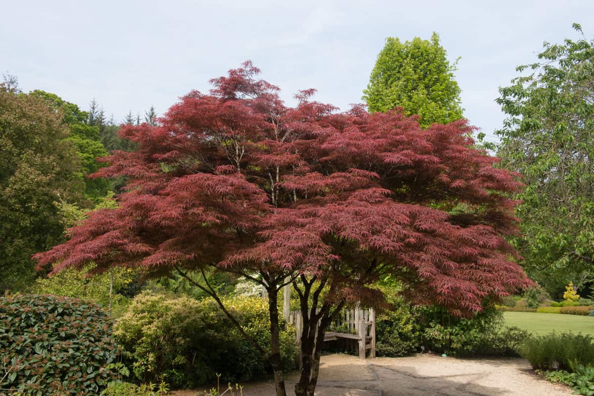 A fully grown Japanese maple tree