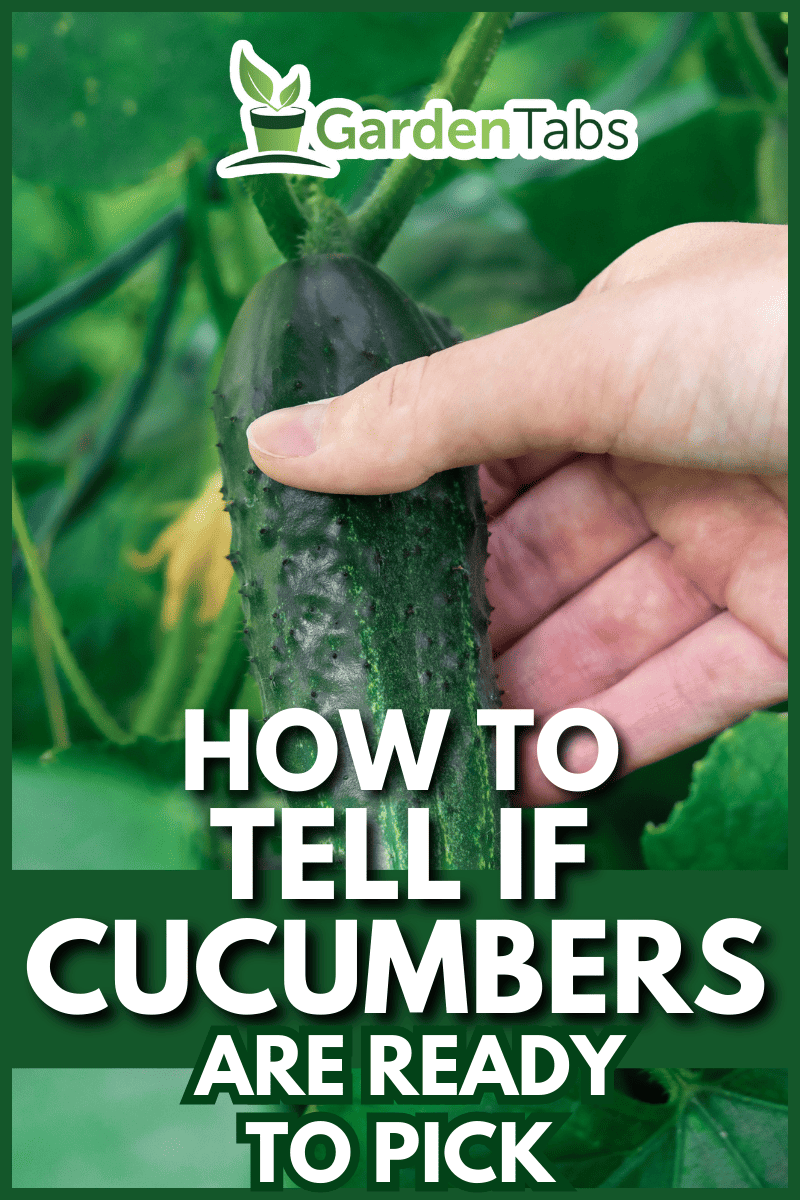 A hand picks a cucumber. Harvesting. Good harvest, Fertilizer. - How To Tell If Cucumbers Are Ready To Pick