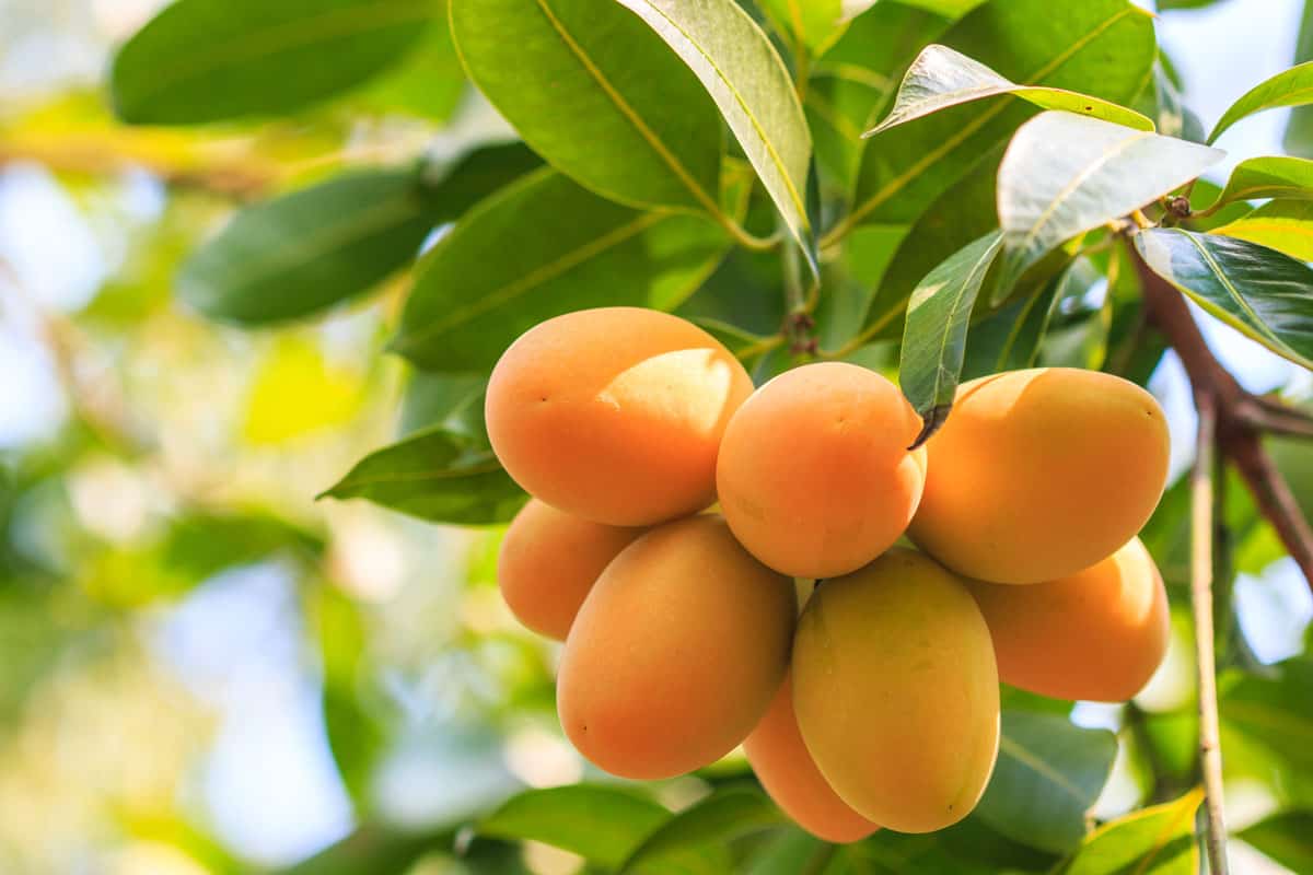 A huge bunch of fresh ripe mangos
