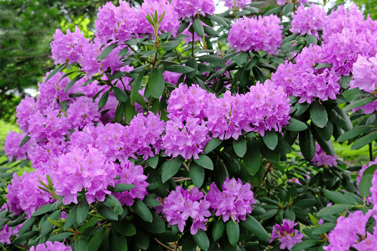 A large bush blooming Rhododendron in the botanical garden