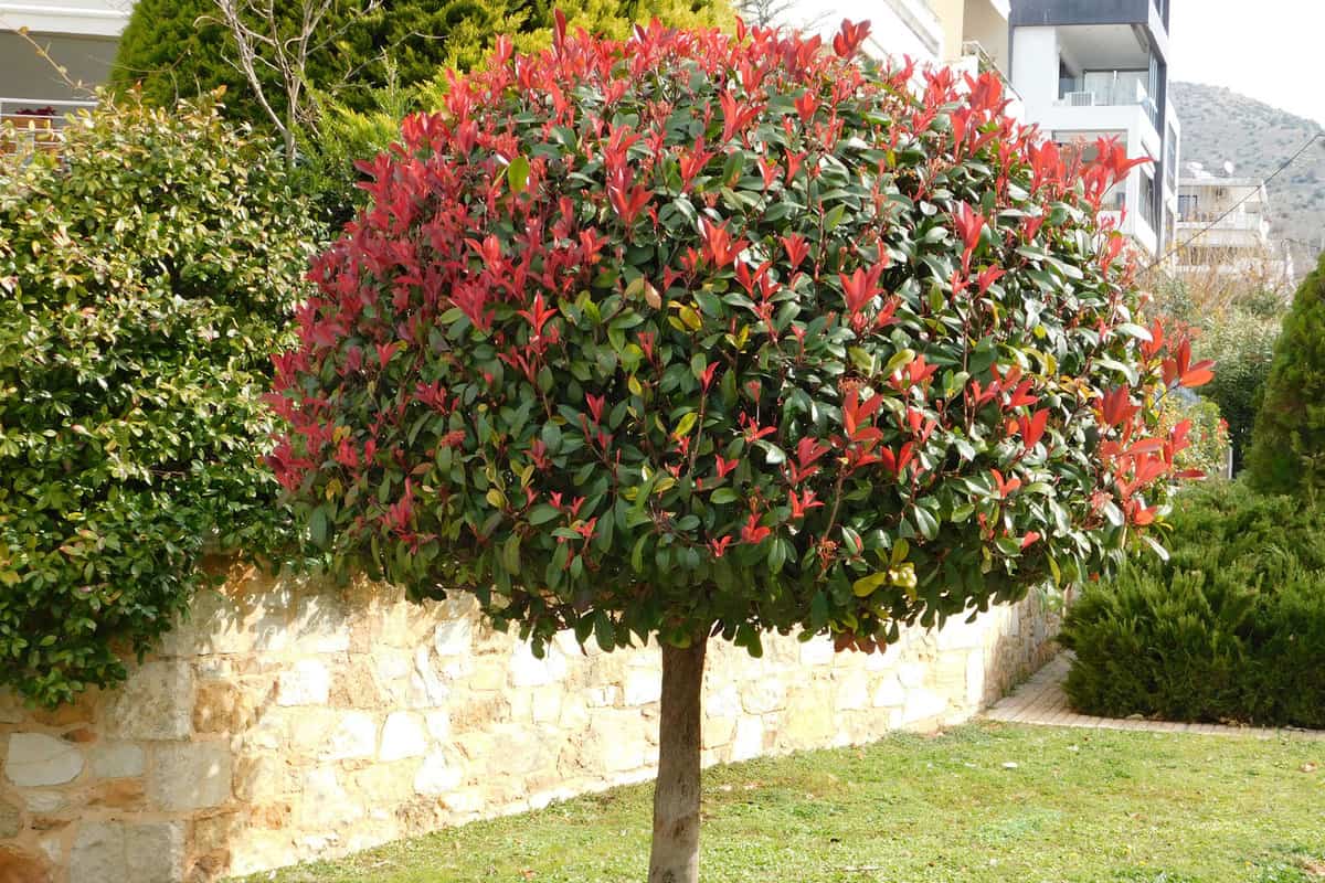 A photinia fraseri red robin tree with both red and green leaves