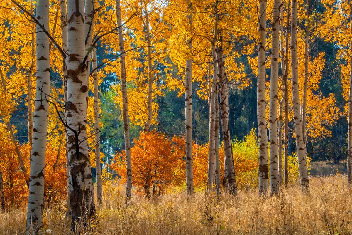 A serene forest filled with quaking aspen trees