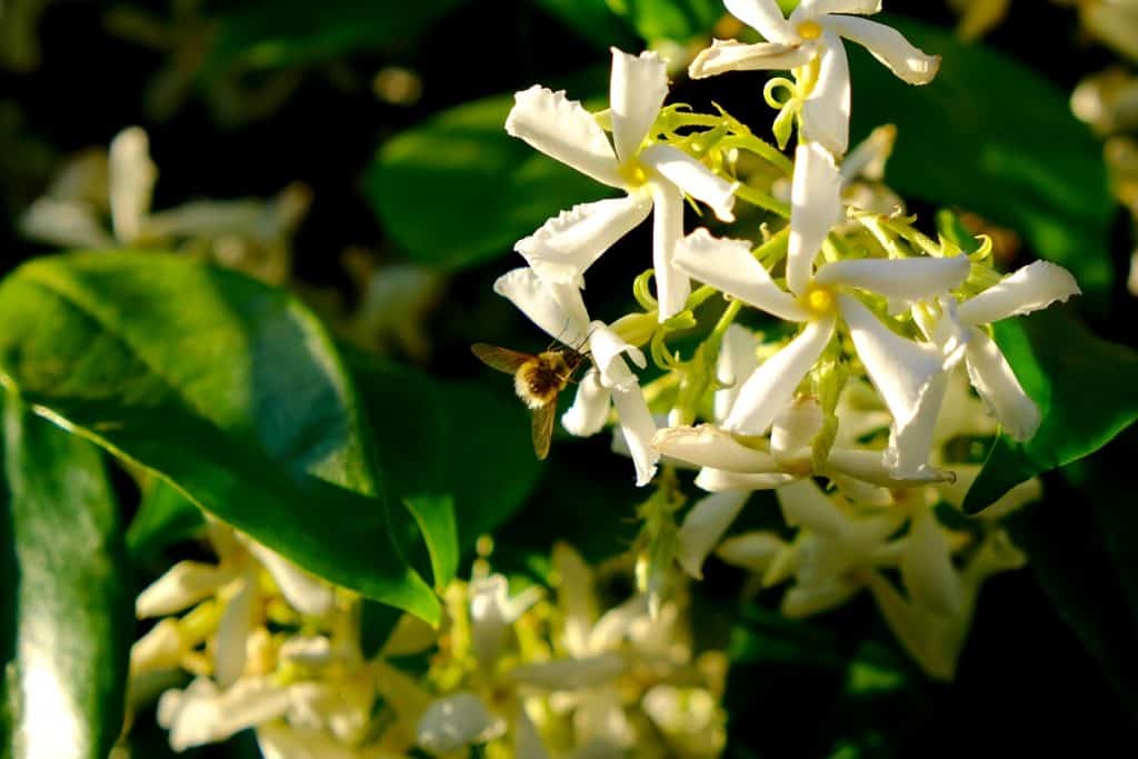 A small bee rests on a honeysuckle flower in the small village of Monteriggioni, Italy.