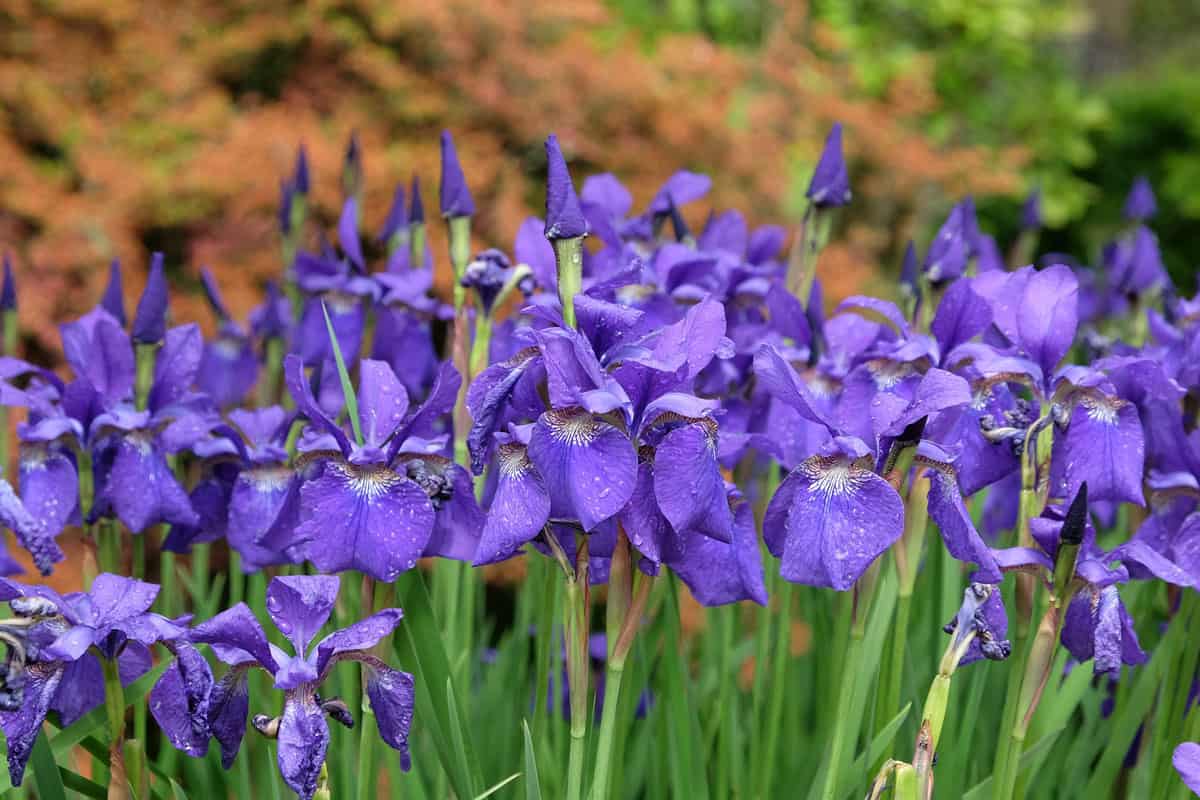 A small bunhc of Siberian Iris photographed at the backyard garden