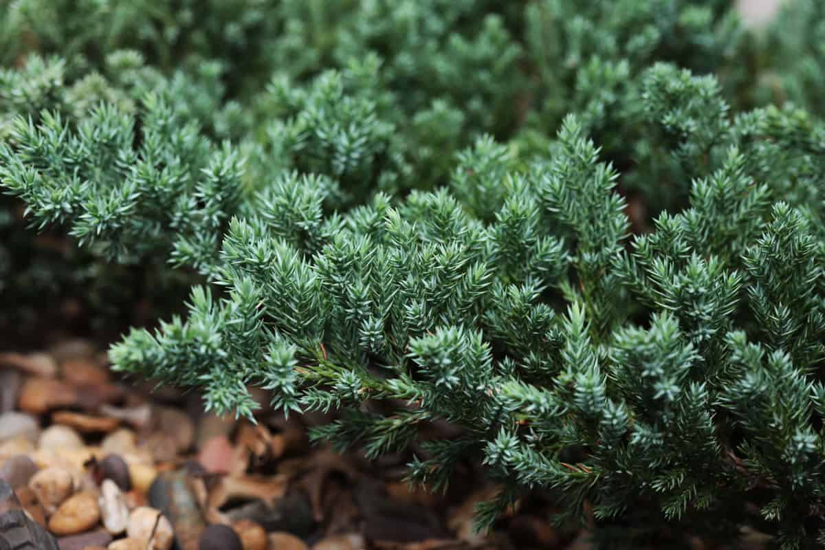 A small bush of Juniperus horizontalis