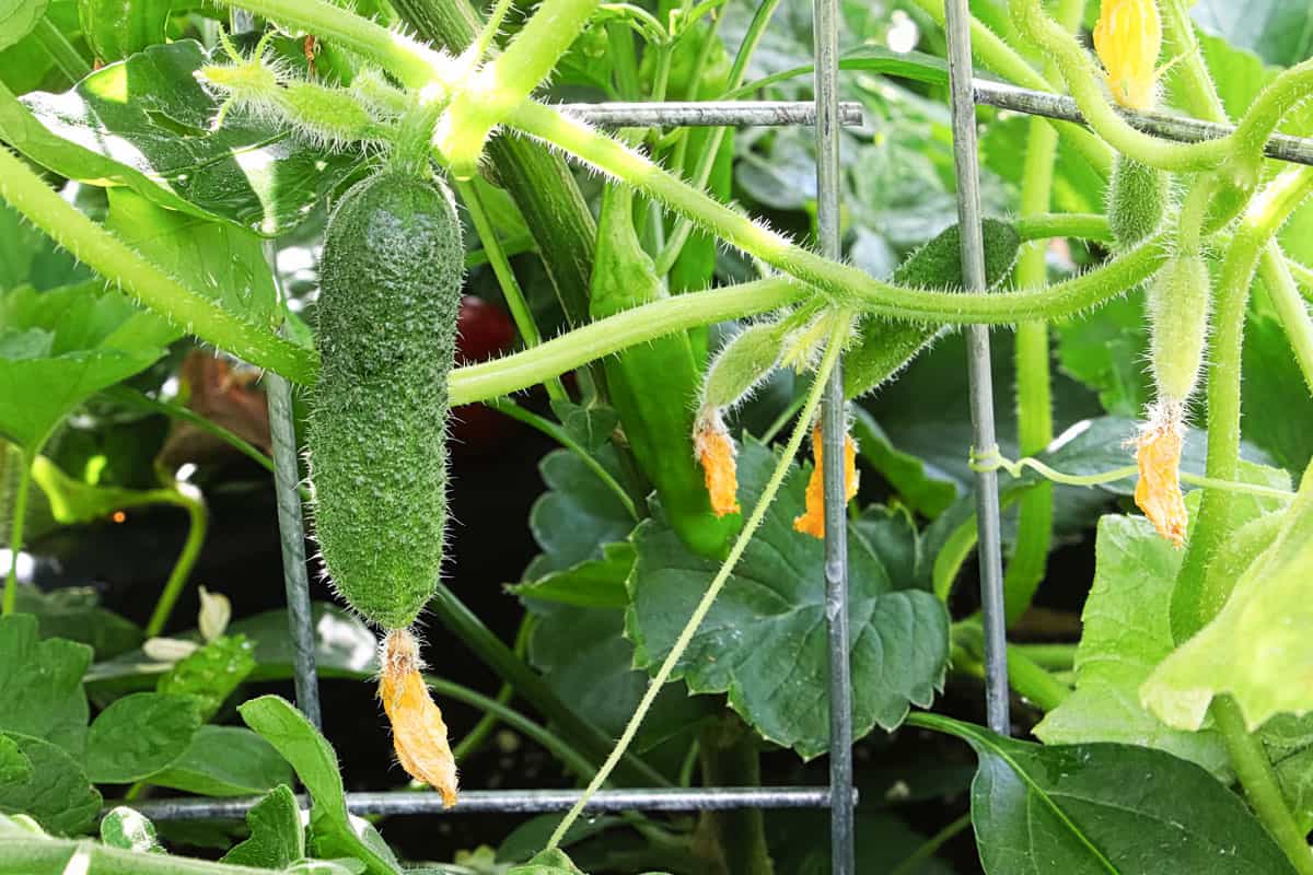 A small cucumber garden with a cucumber inside