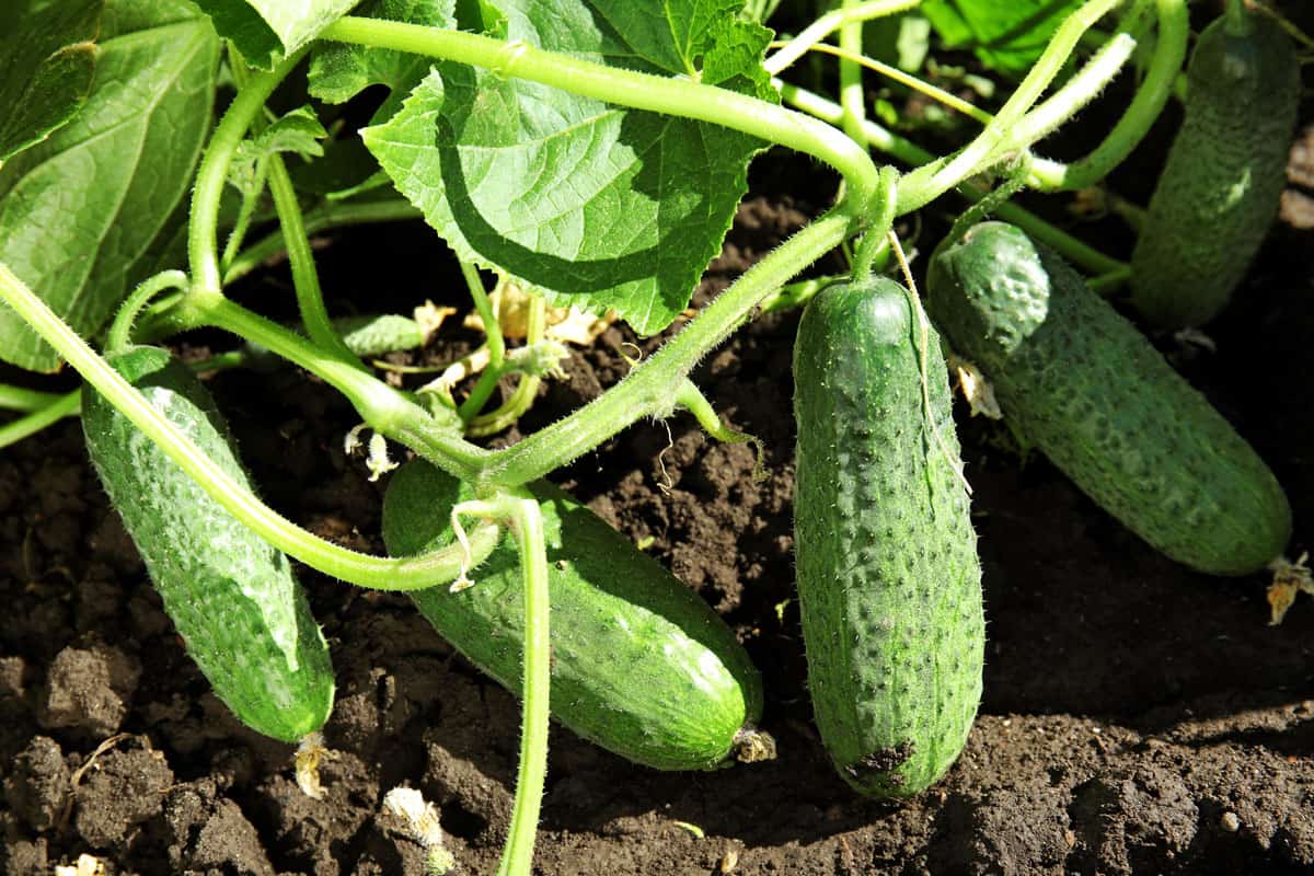 A small cucumber plantation at the garden