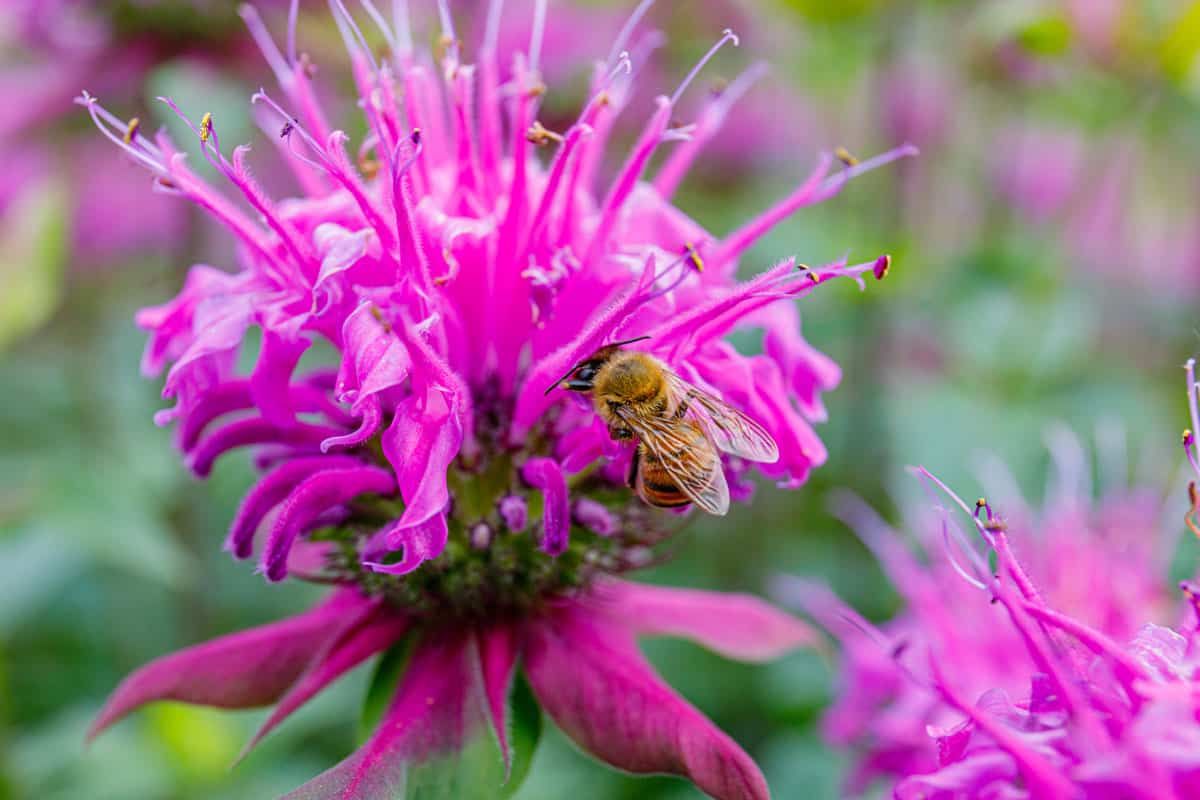 A small honey bee landing on a Bee balm flower