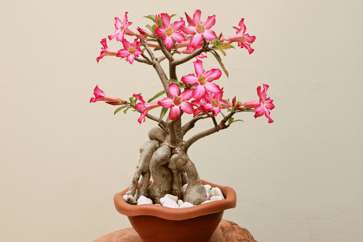 A vase of pink desert rose with several flowers