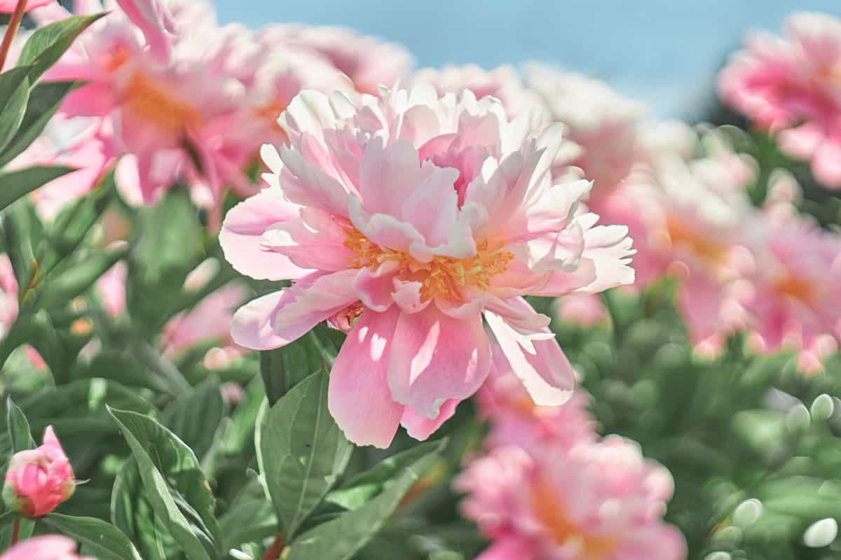 A white beautiful white and pink colored peony at a field