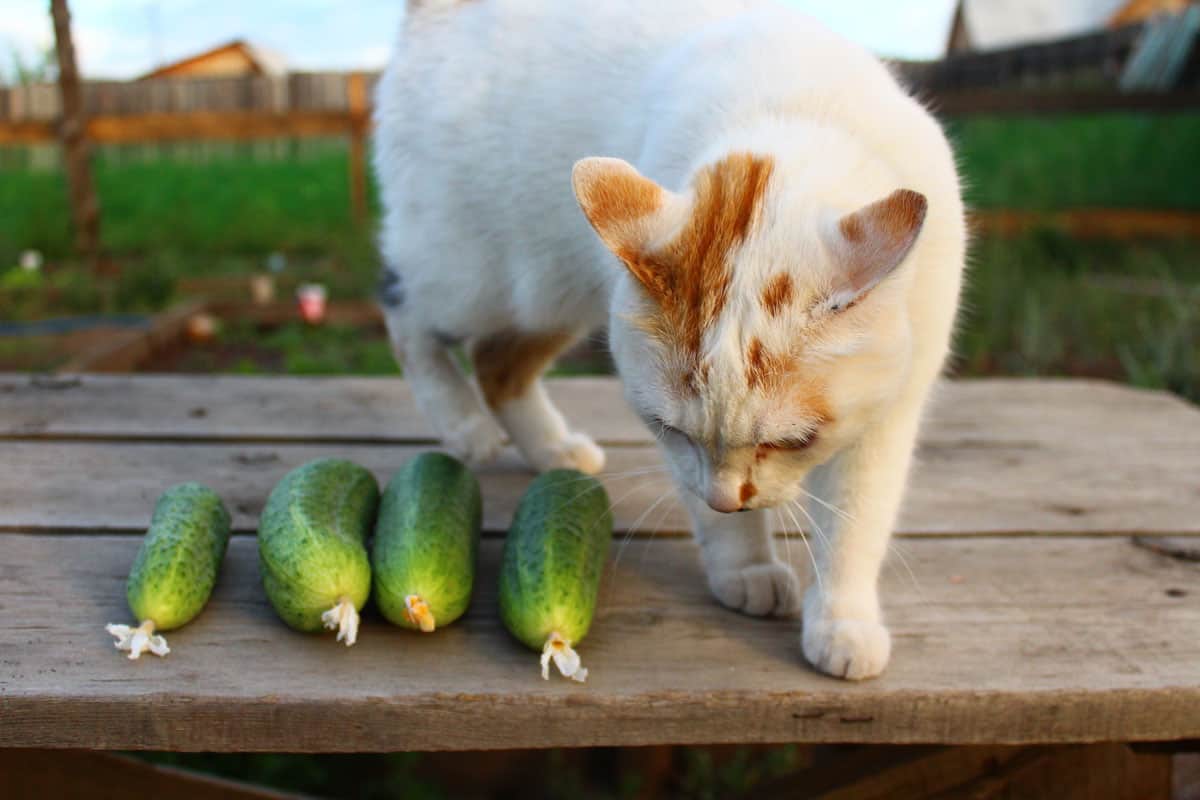 A white cat curious about the cucumber