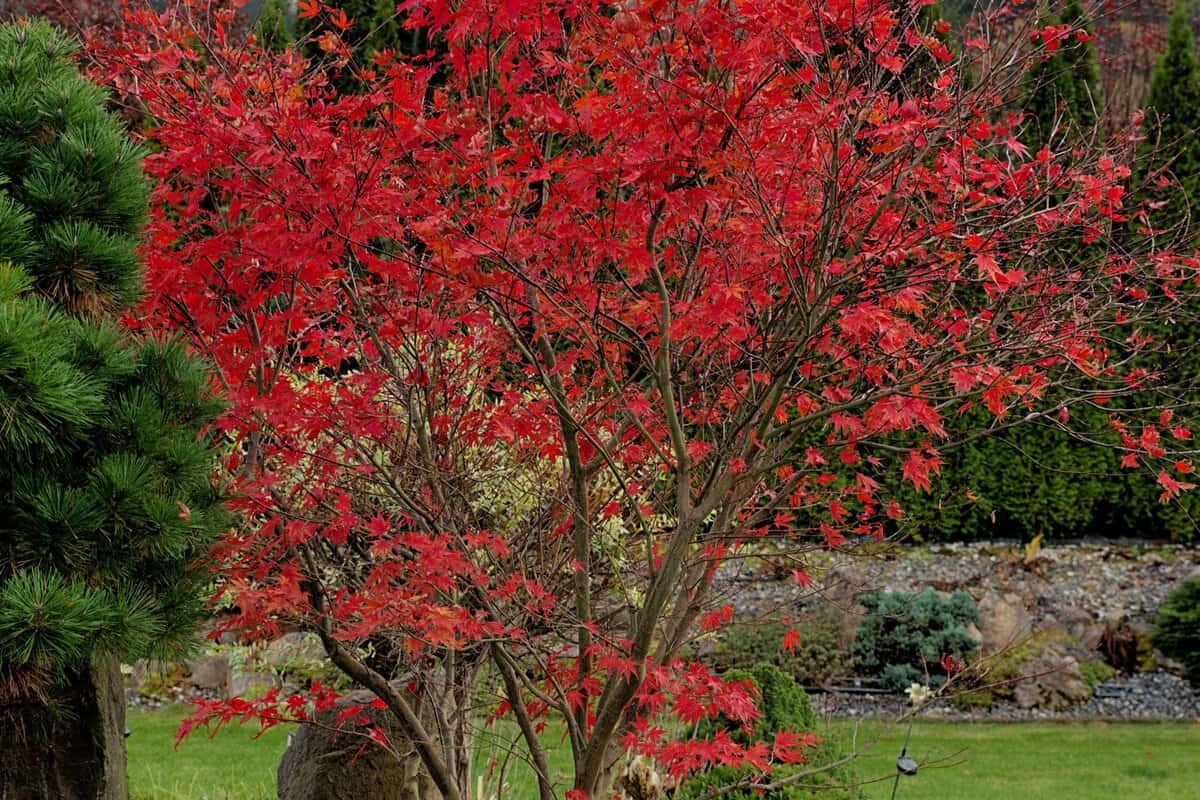 Acer palmatum Bloodgood tree in autumn
