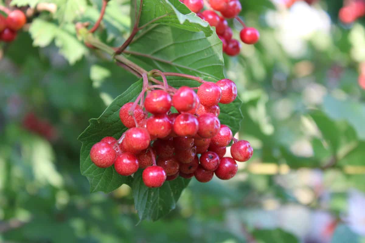 American-Cranberrybush