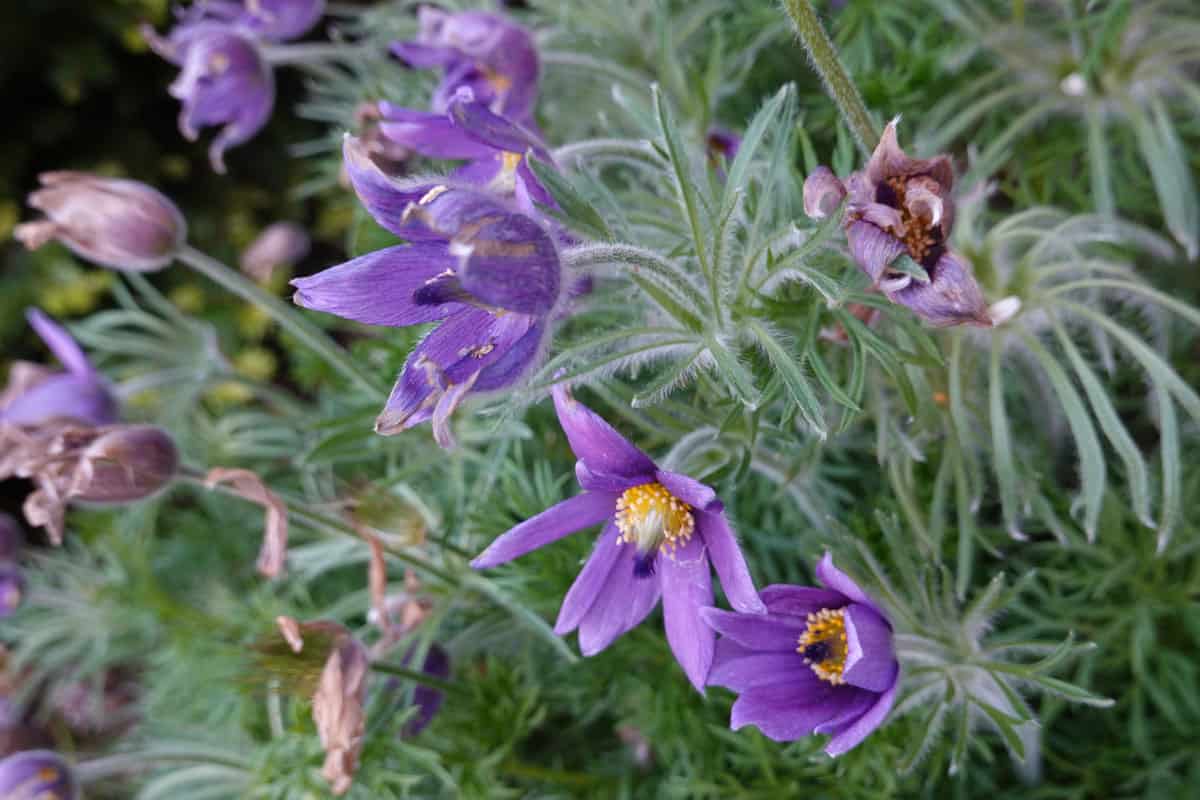 American-Pasque-Flower, The 17 Best Plants to Grow in Zone 3a (-40 to -35 °F/-40 to -37.2 °C)