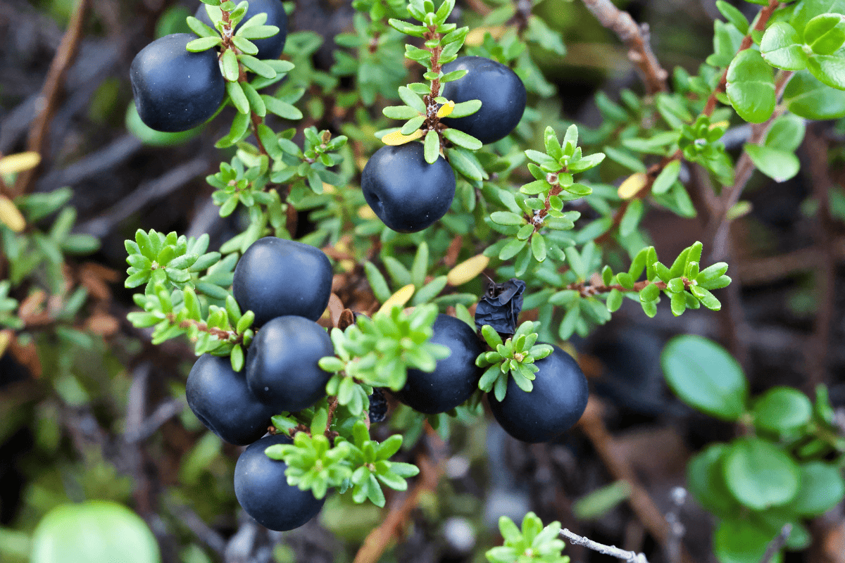An extreme close-up of black crowberries