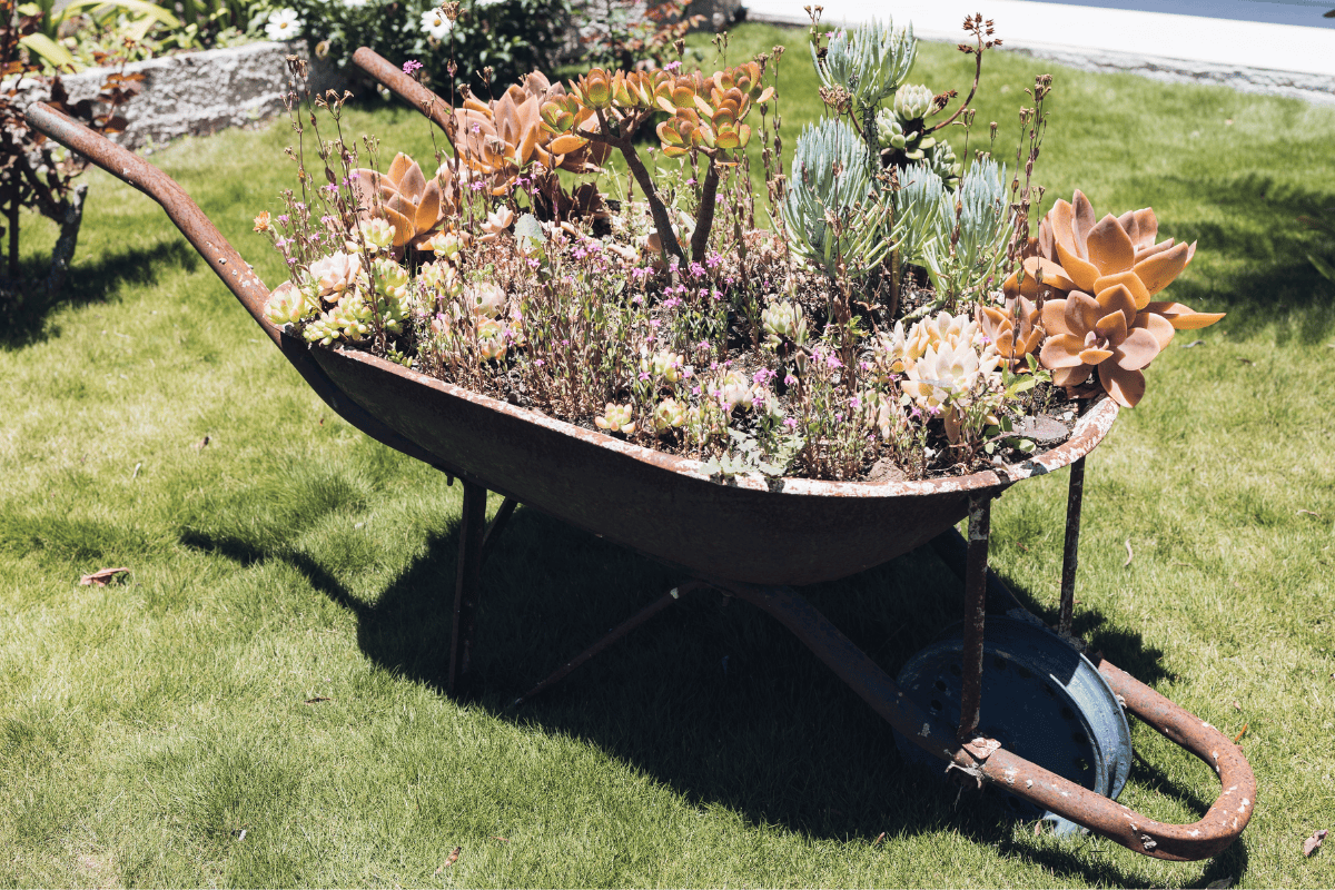 An old wheelbarrow repurposed as a planter for cacti and succulents at a garden