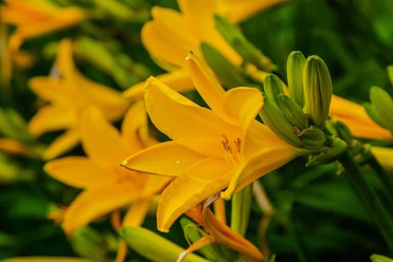 An up close photo of a bright and beautiful daylily