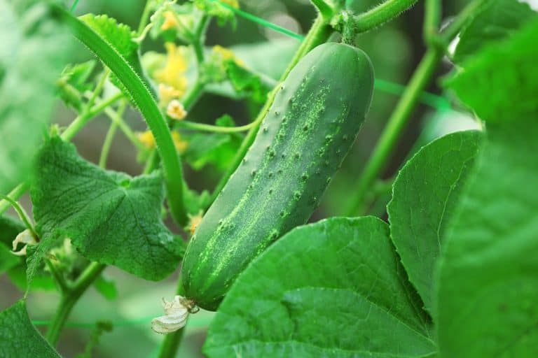 An up close photo of a cucumber, How Many Cucumbers Per Plant? Maximizing Your Harvest