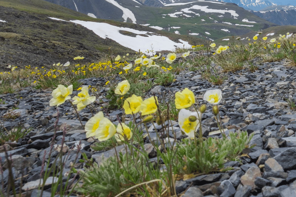 Arctic poppies in the mountains
