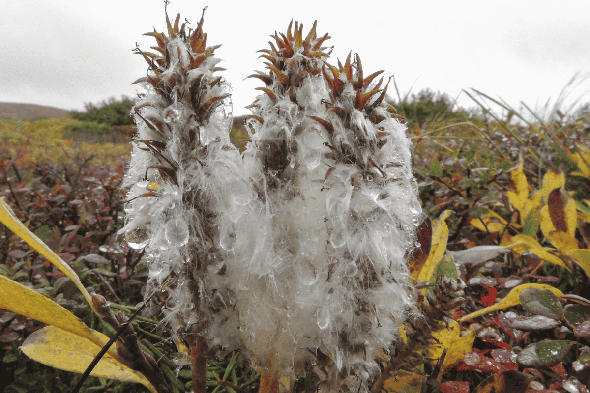 Arctic willow on the harsh cold environment of the alpine tundra regions of Denali National Park