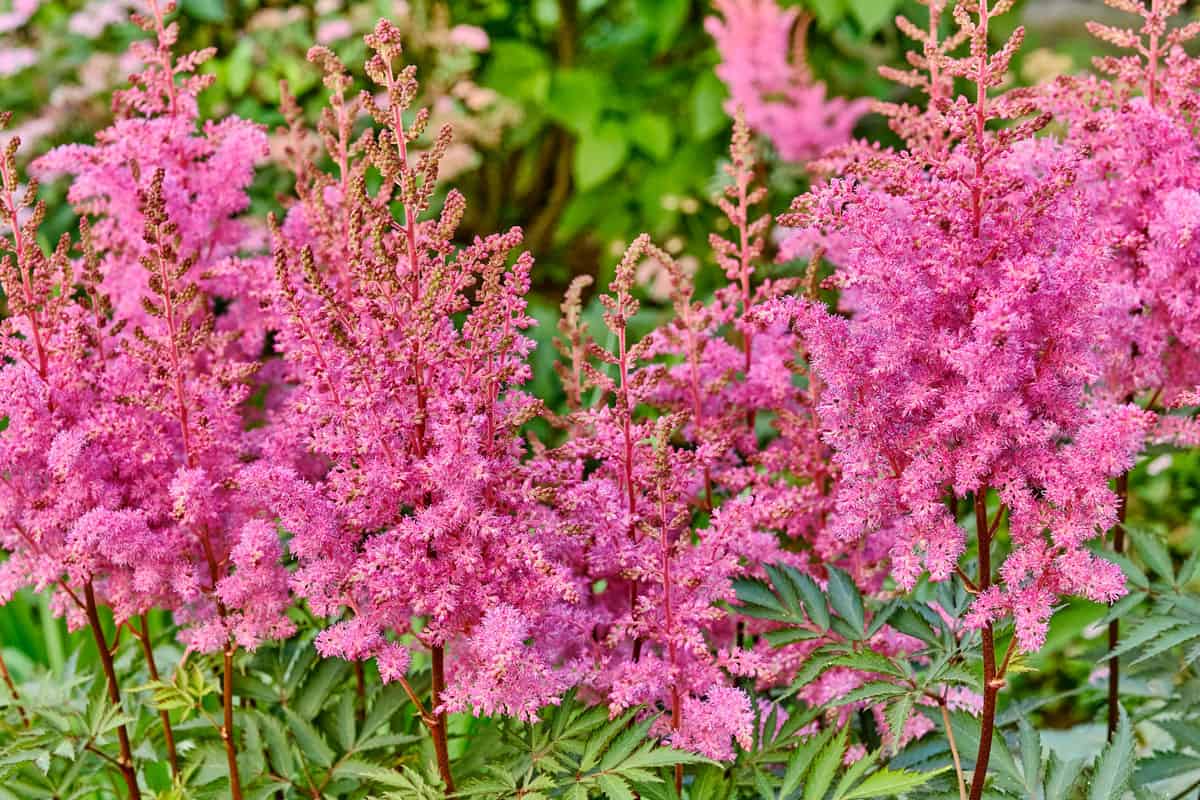 Astilbe blooming at a garden