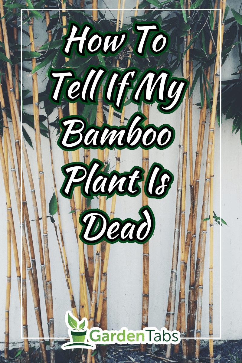 Bamboo plants wall