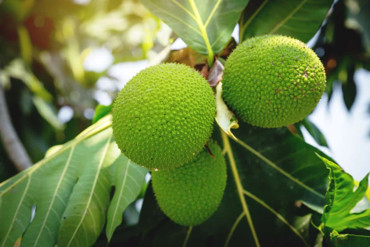 Beautiful Fresh breadfruit ( Artocarpus altilis ) hanking with green leaves in garden outdoor. plant for food or home decoration, Asian herbaceous tree. young green breadfruit with sunlight background