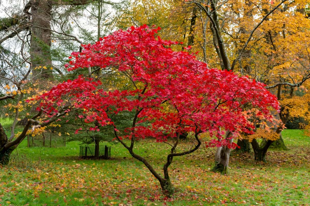 Beautiful Japanese Maple Tree with Red Leaves