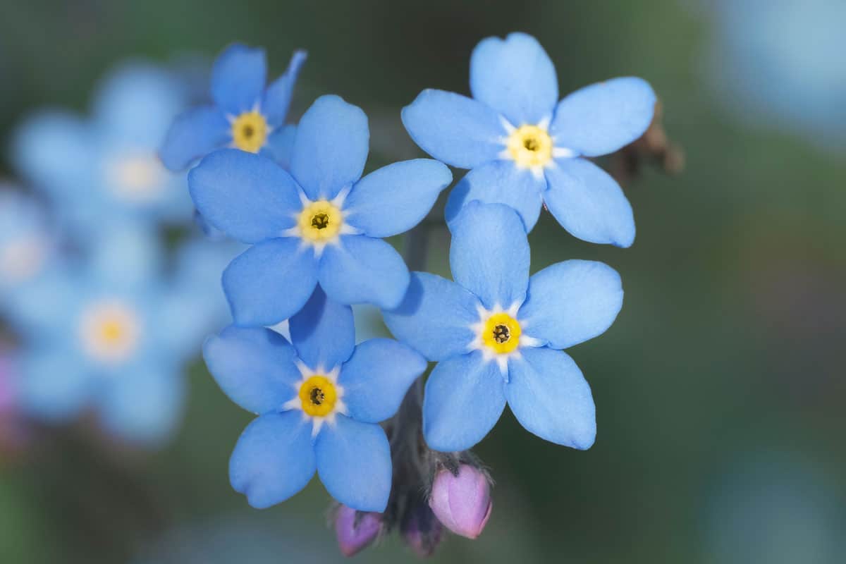 Beautiful blue colored Myosotis sylvatica or Forget-Me-Not